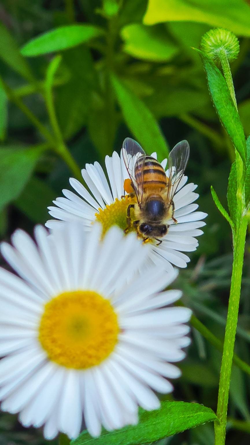 A bee gathering pollen on a white daisy among green leaves