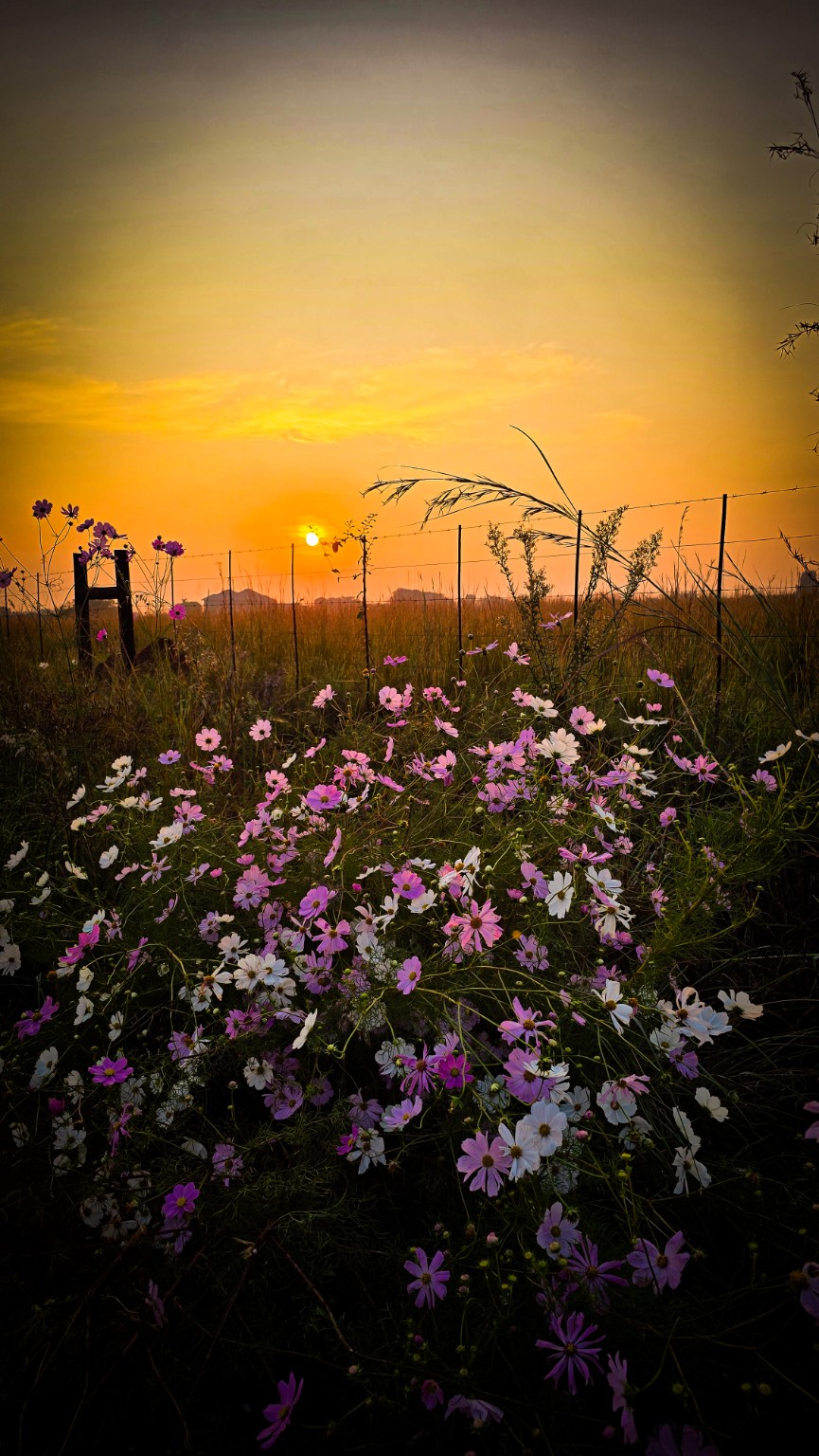 Pink and white cosmos flowers beneath a golden sunrise